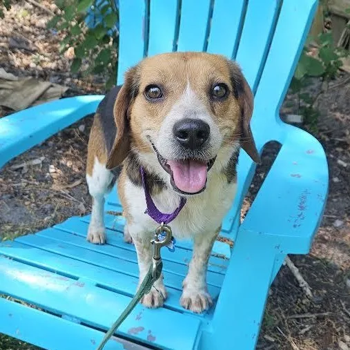An adult small-sized male Tricolor (Brown, Black, & White) Beagle dog named Traffic Cone for adoption in Midlothian, VA