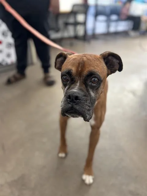 An adult large-sized male Boxer dog named Lucas for adoption in Dallas, TX