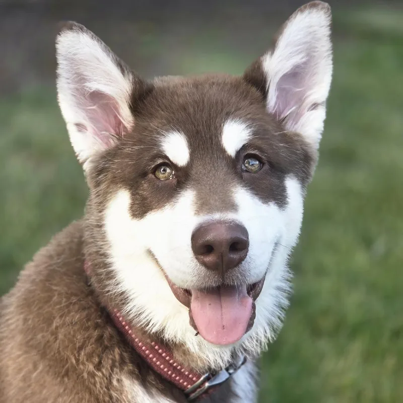 A baby small-sized male Brown / Chocolate Husky dog named Sezar Home To for adoption in South Elgin, IL