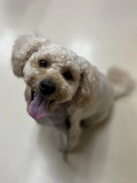 A young medium-sized male Cocker Spaniel dog named Nicholas for adoption in Aliquippa, PA