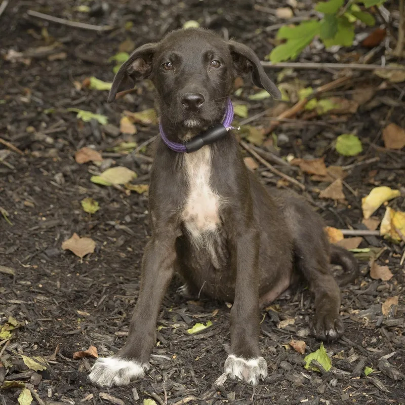 A baby medium-sized male Black Hound dog named Bradley for adoption in Lambertville, NJ