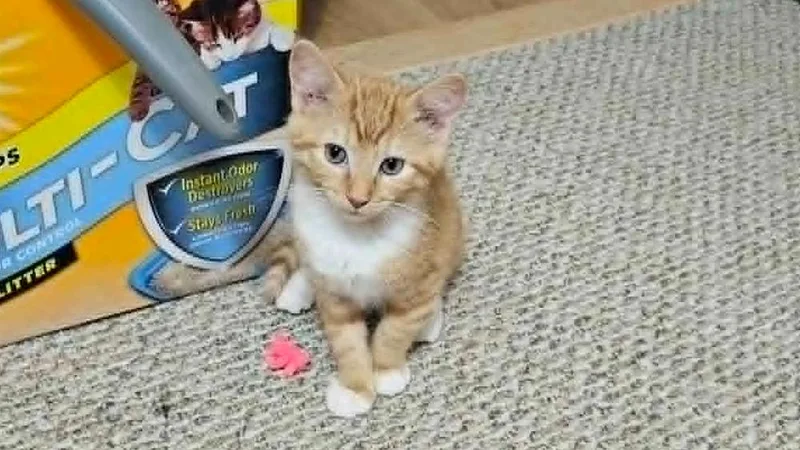 A baby small-sized male Domestic Short Hair cat named Pancake for adoption in South Bend, IN