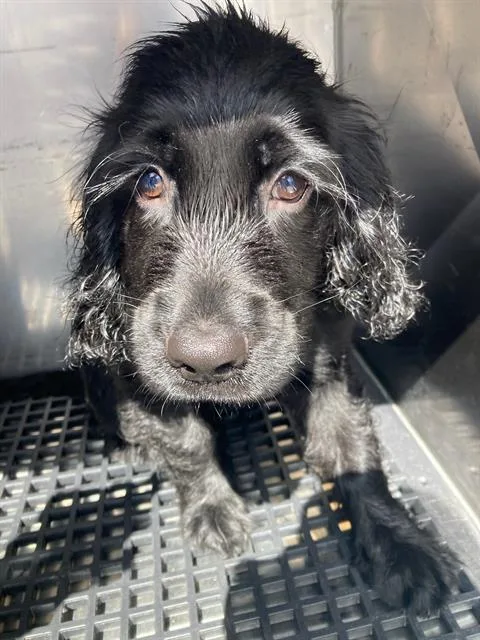 A baby medium-sized male Cocker Spaniel dog named Tupac for adoption in Dallas, TX