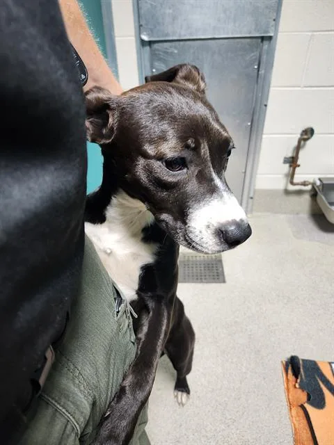 A young small-sized female Pit Bull Terrier dog named Carly for adoption in Newton, NC