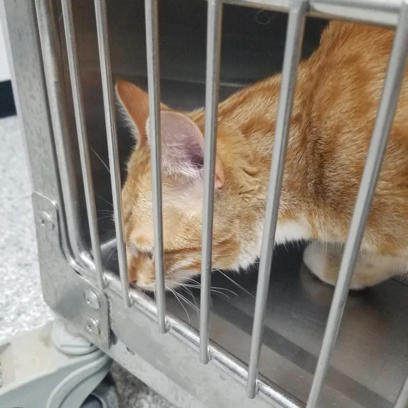 A young medium-sized male Orange / Red Domestic Short Hair cat named Cooper for adoption in Taos, NM