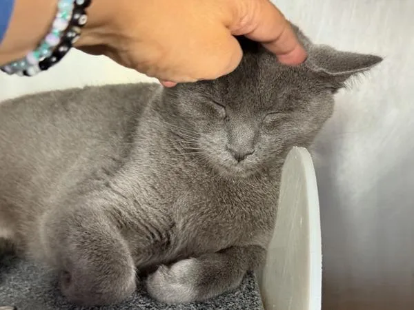 Silver Fox