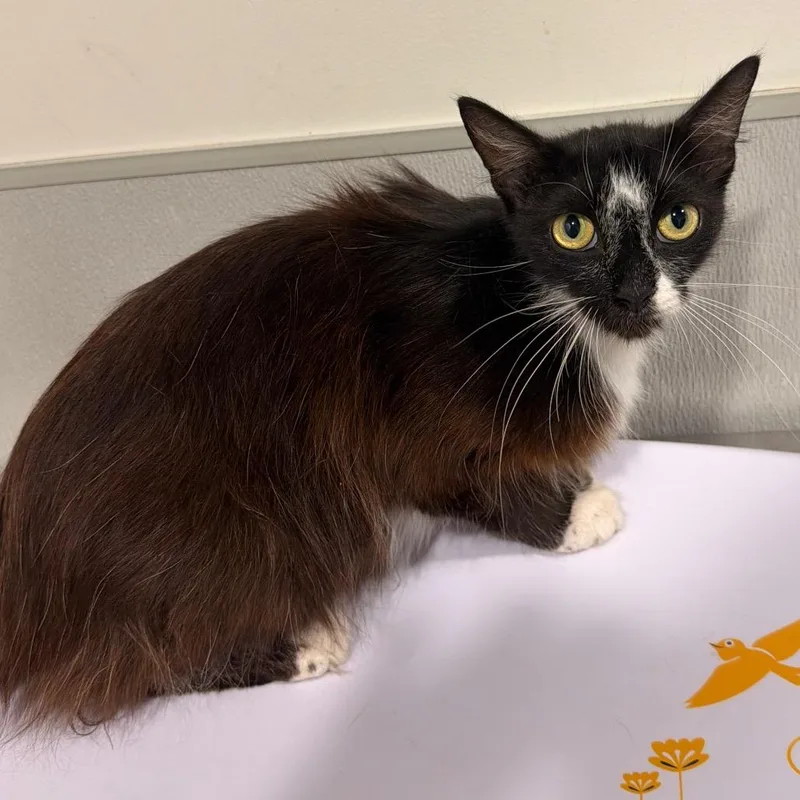 An adult medium-sized female Brown / Chocolate Domestic Medium Hair cat named Beans for adoption in Tampa, FL