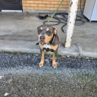 A young medium-sized female Pit Bull Terrier dog named Roxy for adoption in Los Angeles, CA