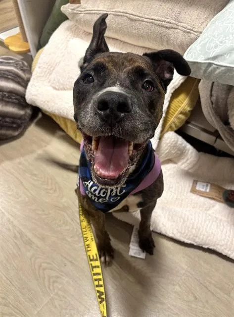 An adult large-sized male American Bulldog dog named Bruce for adoption in Miami, FL