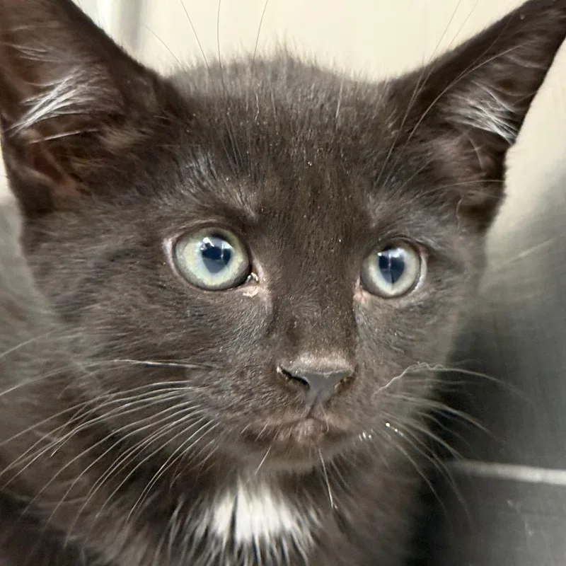 A baby small-sized female Black Domestic Short Hair cat named "Flower" for adoption in Perkiomenville, PA
