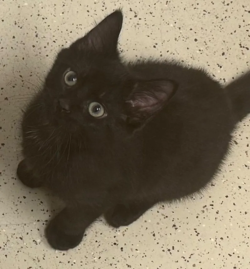 A baby medium-sized male Black Domestic Short Hair cat named Larry for adoption in Amery, WI