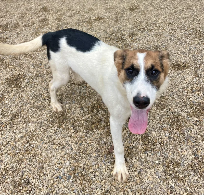A baby medium-sized female Tricolor (Brown, Black, & White) Beagle dog named Catalie for adoption in Lacon, IL