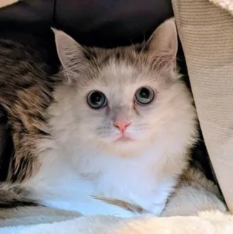 Lila