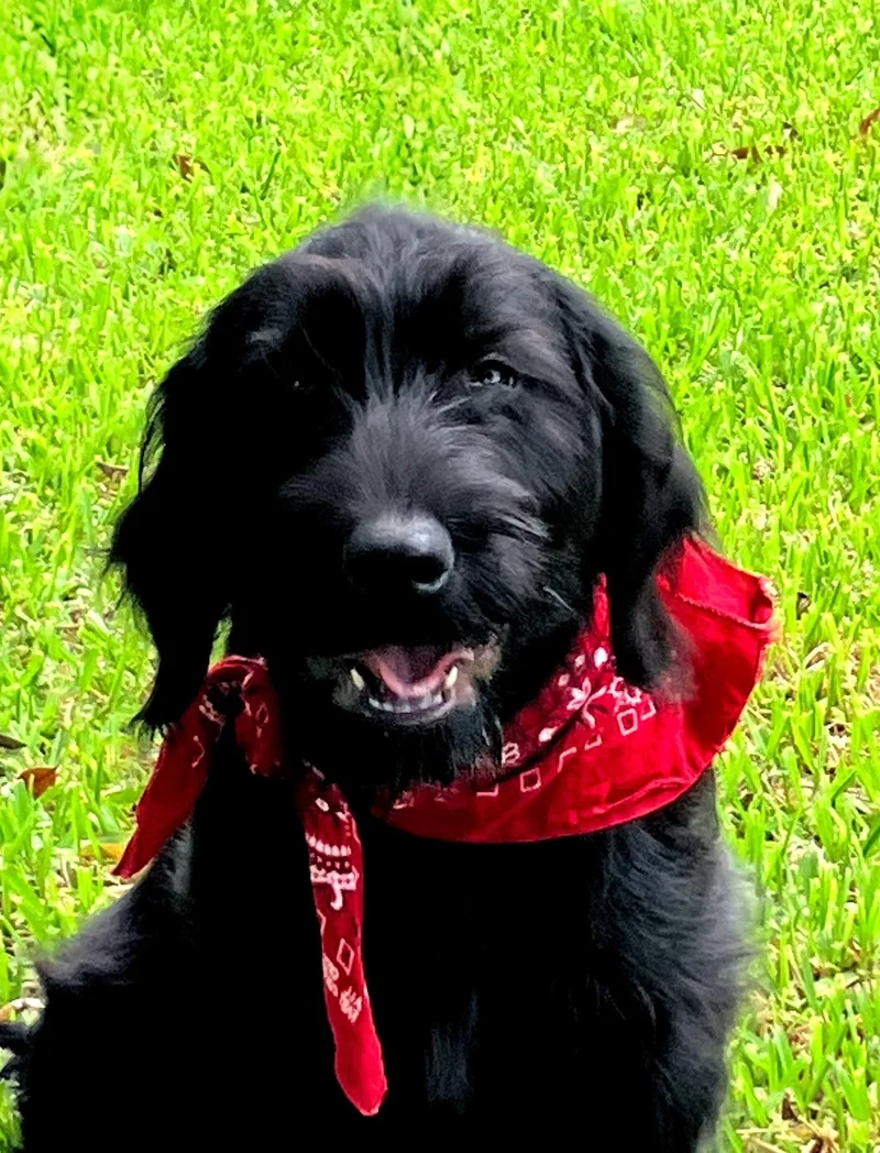 A baby medium-sized female Labrador Retriever dog named Annie for adoption in Willington, CT