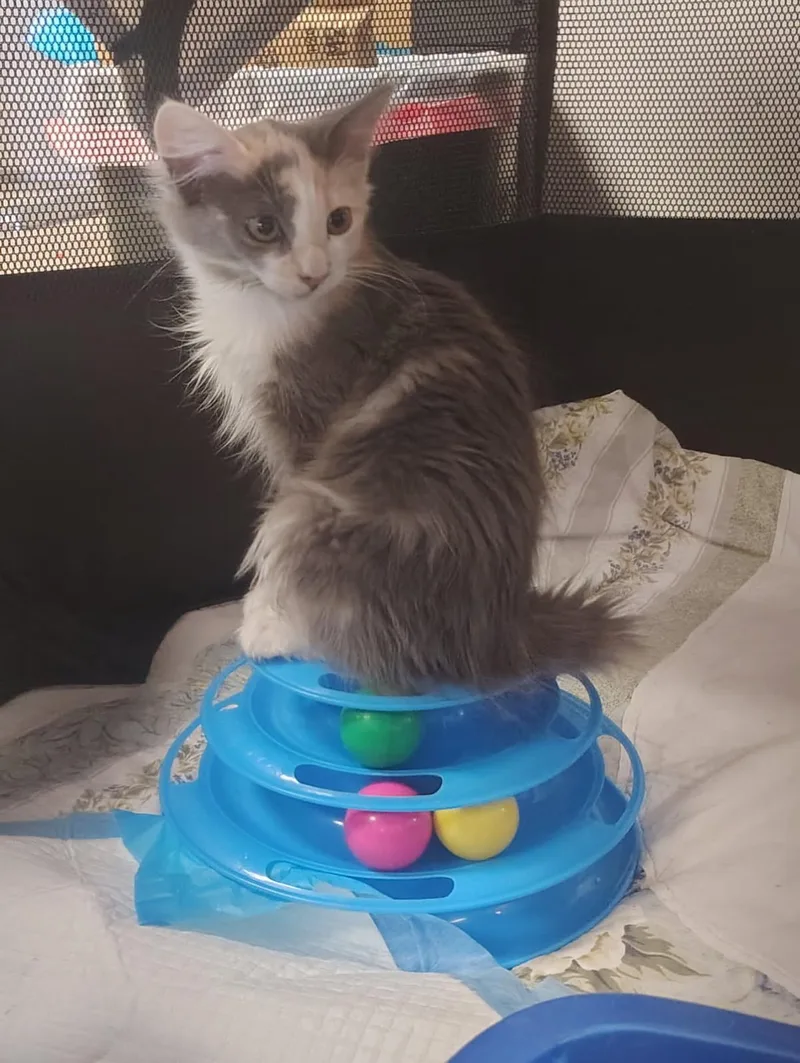A baby medium-sized female Domestic Long Hair cat named Ashe for adoption in Lincoln, CA