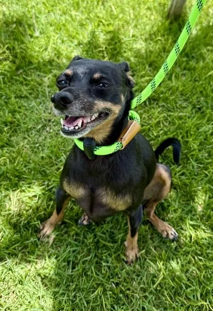 A baby small-sized female Miniature Pinscher dog named Pumba for adoption in Honolulu, HI