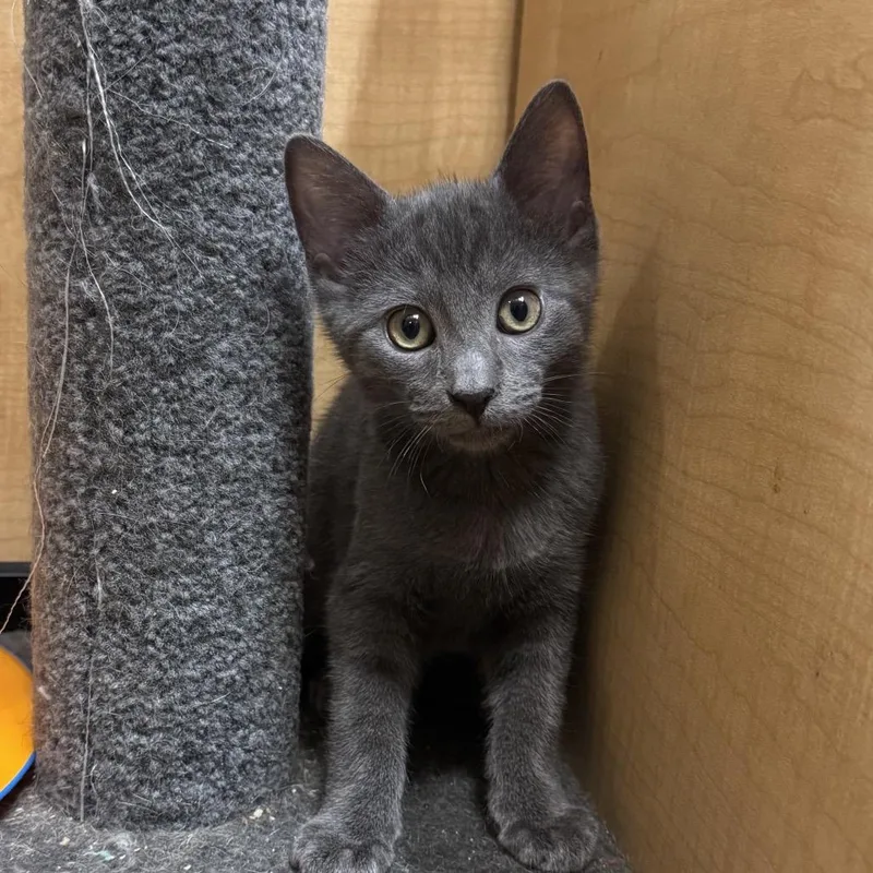 A baby small-sized male Gray / Blue / Silver Domestic Short Hair cat named Bo for adoption in Oceanside, NY