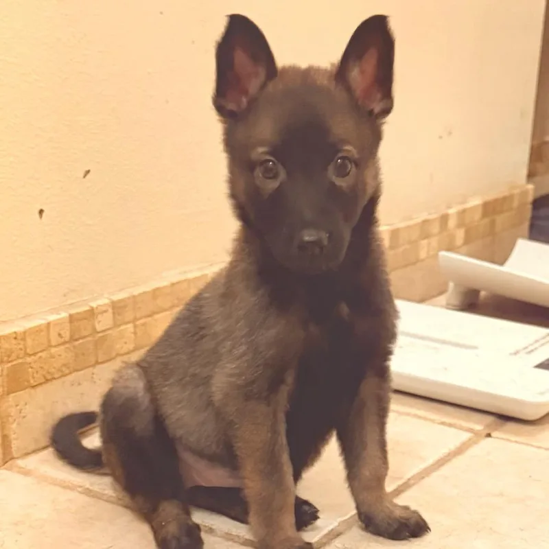 A baby small-sized female Belgian Shepherd / Malinois dog named Cherrie for adoption in Tacoma, WA