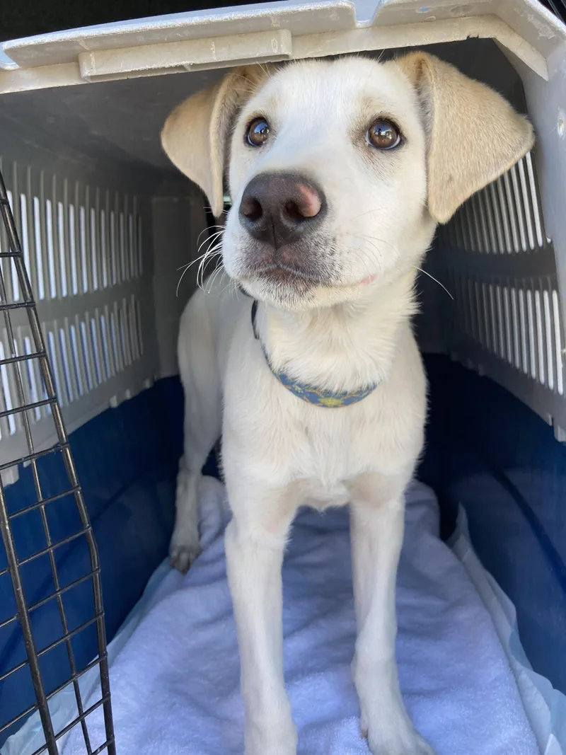 A baby medium-sized male Yellow Labrador Retriever dog named Buddy for adoption in San Diego, CA