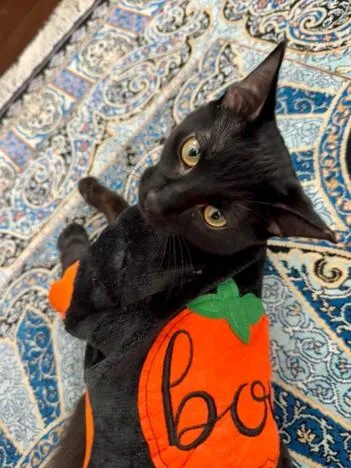 A baby medium-sized male Black American Shorthair cat named Bagheera for adoption in Richardson, TX