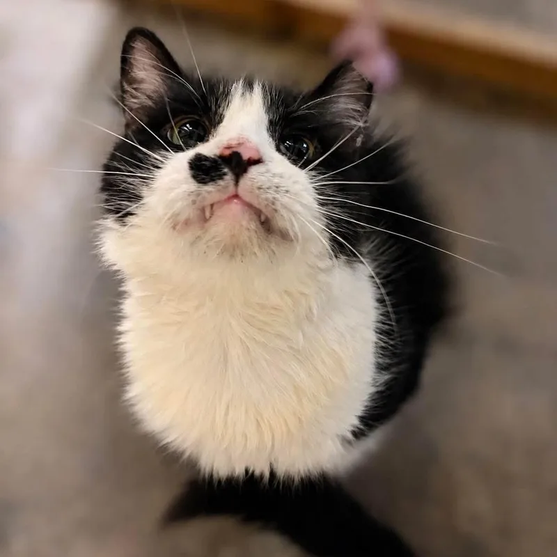 An adult small-sized female Black & White / Tuxedo Domestic Medium Hair cat named Tuxie for adoption in Smicksburg, pa 16256, PA