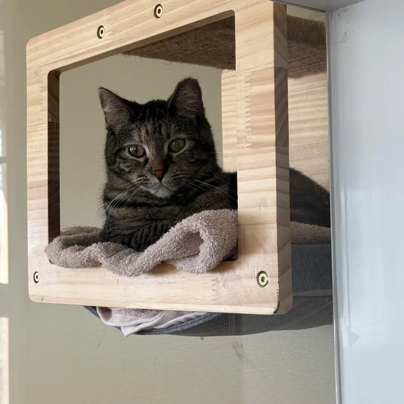 A baby medium-sized female Domestic Short Hair cat named Chloe for adoption in Brighton, IL