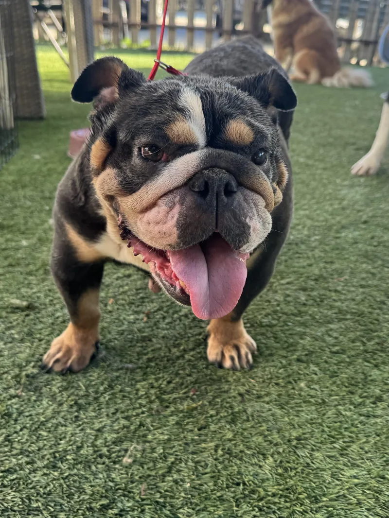 An adult medium-sized female Brown / Chocolate English Bulldog dog named Cocoa for adoption in Silverlake, WA