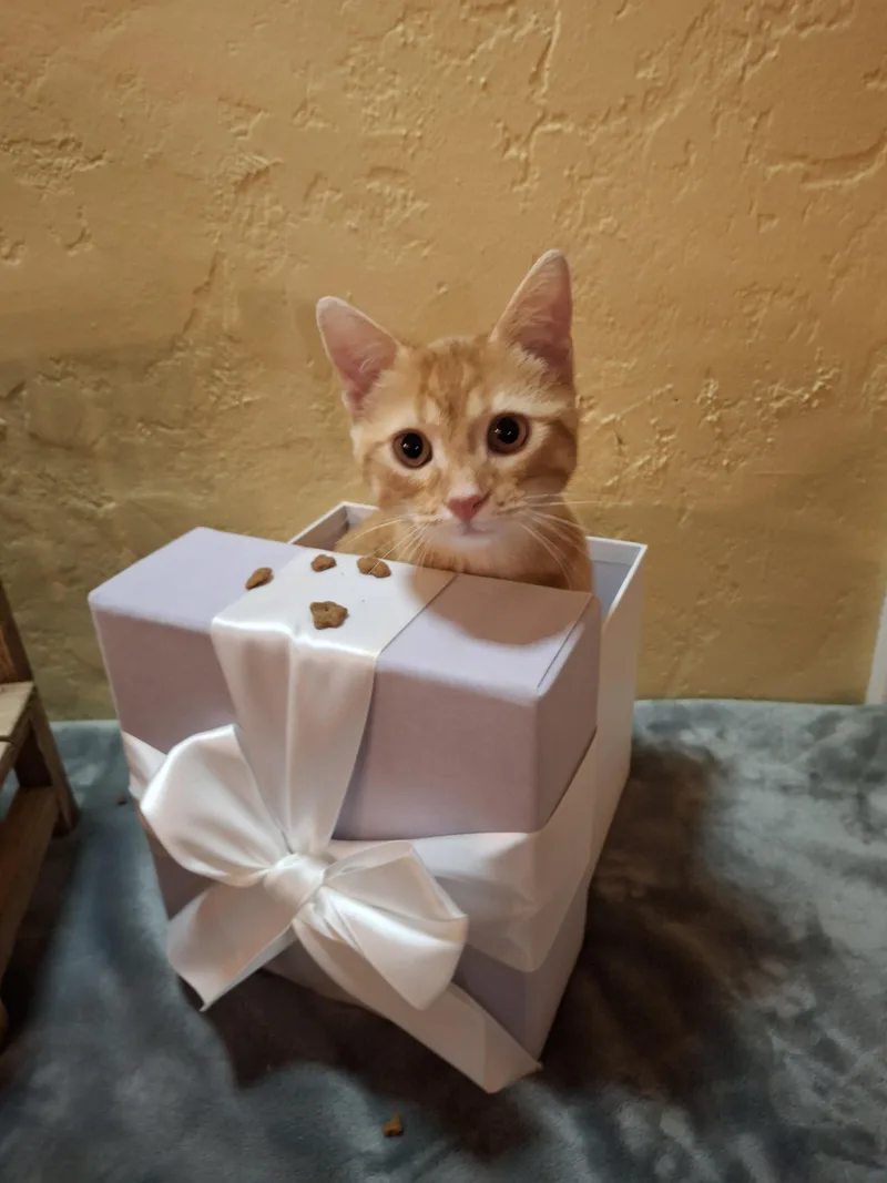 A baby small-sized male Orange & White American Shorthair cat named Dobby for adoption in Kansas City, MO