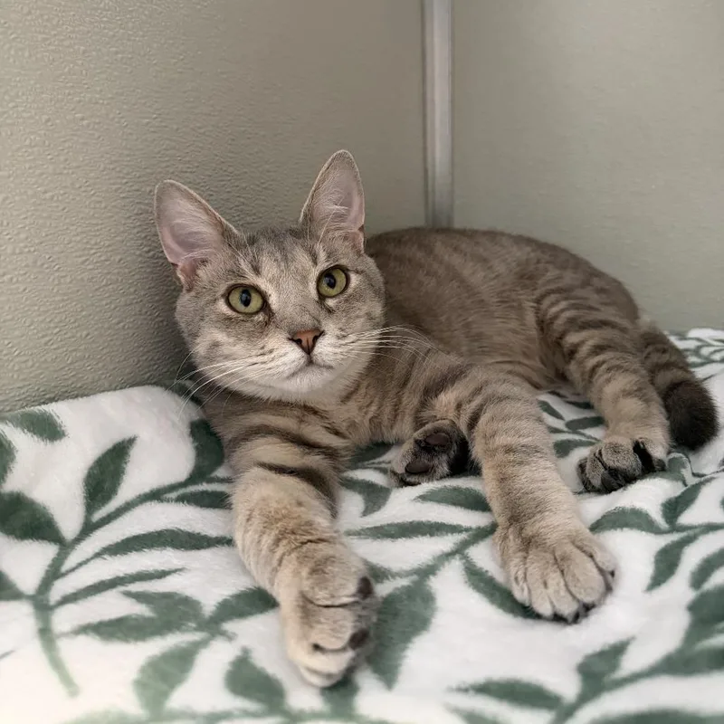 A young large-sized male Lilac Point Domestic Short Hair cat named Tito Fka Tater Taylor for adoption in Chesapeake, VA