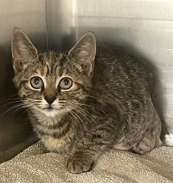 A baby small-sized female Domestic Short Hair cat named Margie for adoption in Statesville, NC