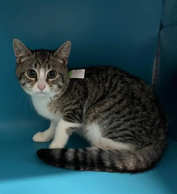 A baby small-sized female Domestic Short Hair cat named Susan for adoption in Tavares, FL