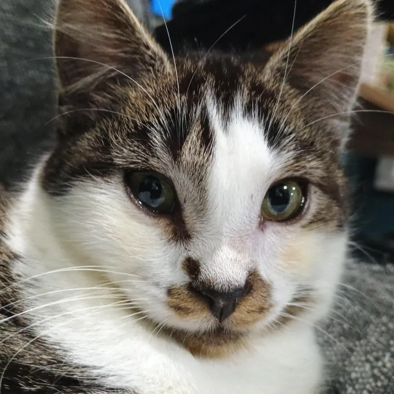 A young small-sized male Domestic Short Hair cat named Rayne for adoption in Farmington, MN