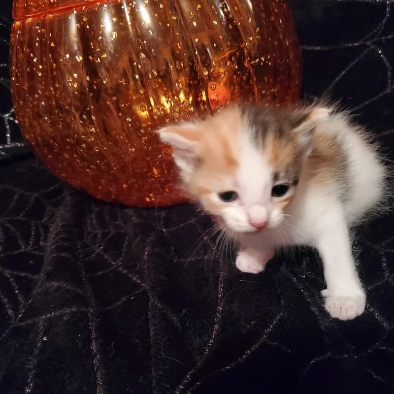A young small-sized female Domestic Short Hair cat named Spell for adoption in Jefferson city, TN
