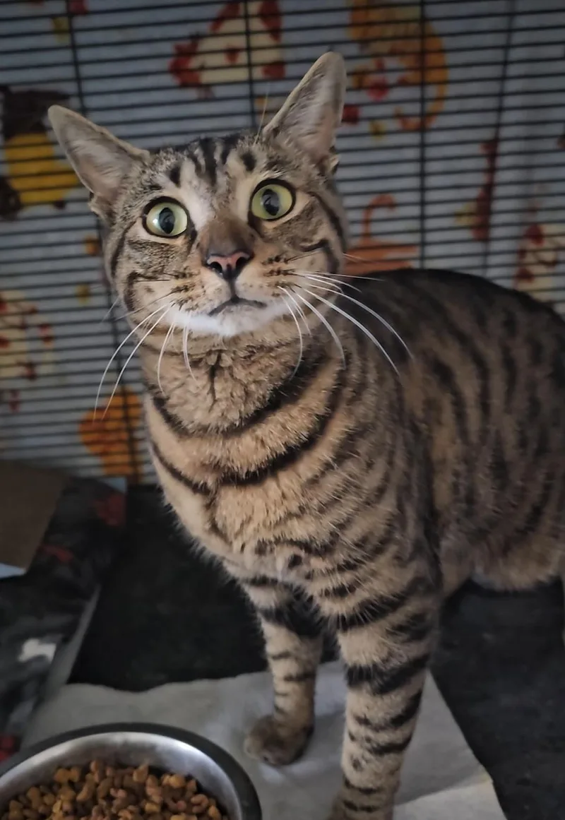 A young medium-sized male Domestic Short Hair cat named Calvin for adoption in Freeland, MI