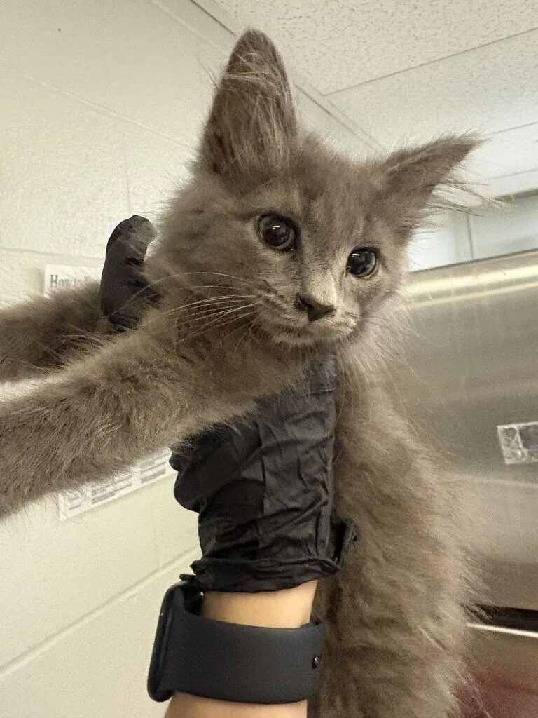 A young small-sized female Gray / Blue / Silver Domestic Short Hair cat named Lima for adoption in Cincinnati, OH