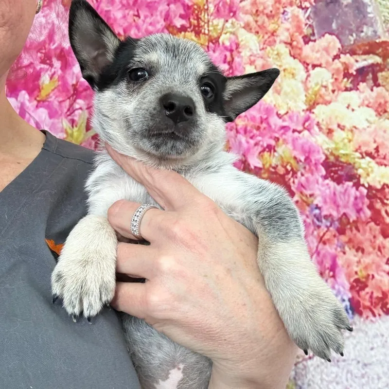 A baby medium-sized female Gray / Blue / Silver Australian Cattle Dog / Blue Heeler dog named Lilac for adoption in Normal, IL