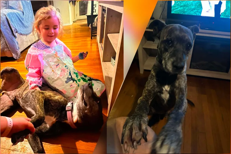 An adult medium-sized male Plott Hound dog named Jack for adoption in San Antonio, TX