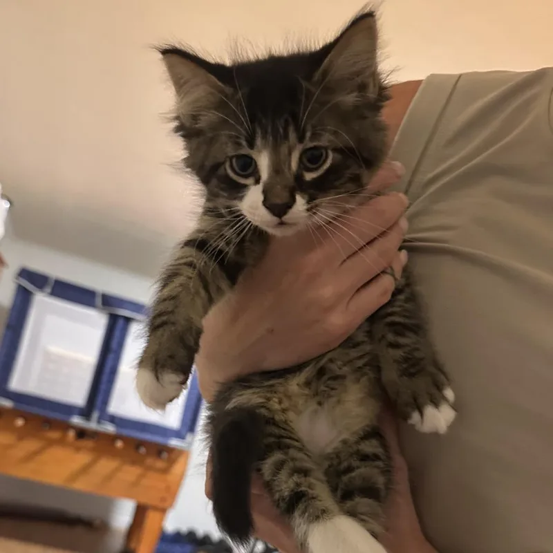 A baby small-sized male Brown / Chocolate Domestic Medium Hair cat named Cubby for adoption in Columbia, MO