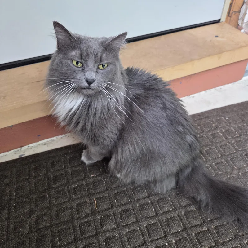A senior medium-sized female Gray & White Domestic Long Hair cat named Dodie for adoption in Grand Rapids, MI