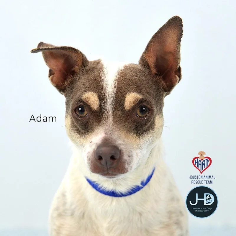 Adam