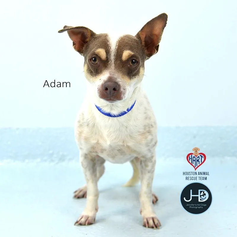 Adam thumbnail 2