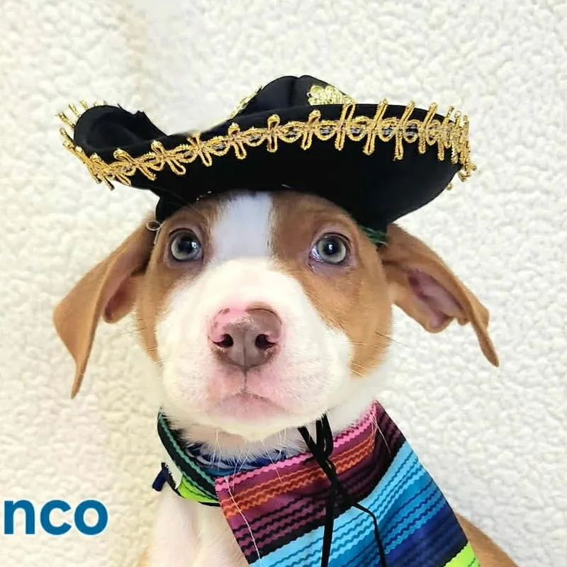 A baby small-sized male Yellow / Tan / Blond / Fawn Mixed Breed dog named Cinco for adoption in Rockville, MD