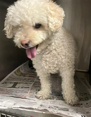 A senior small-sized male Poodle dog named Max for adoption in Van Nuys, CA