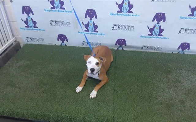 A young medium-sized female Pit Bull Terrier dog named Skipper for adoption in Orlando, FL