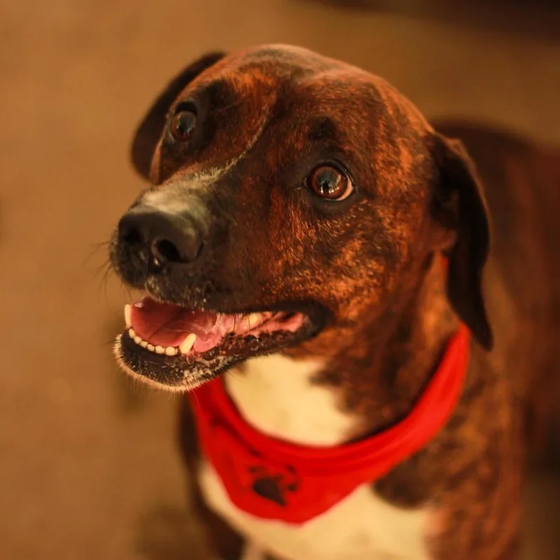 A young medium-sized male Brindle Hound dog named Milton for adoption in South Elgin, IL