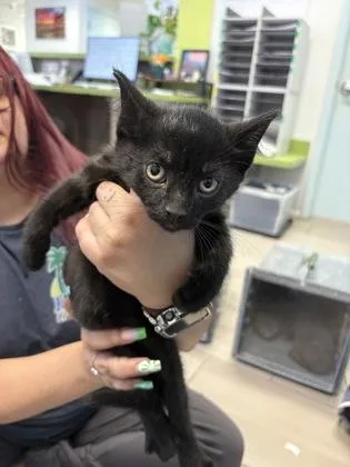 A baby small-sized male Domestic Short Hair cat named Cupboard for adoption in Daytona Beach, FL