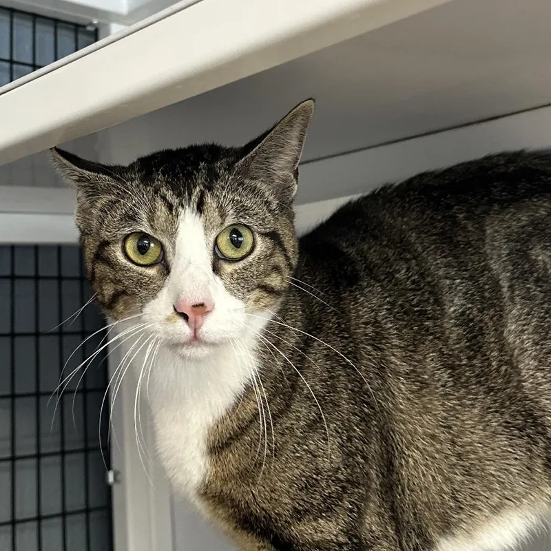An adult medium-sized female Domestic Short Hair cat named Evie for adoption in New York, NY
