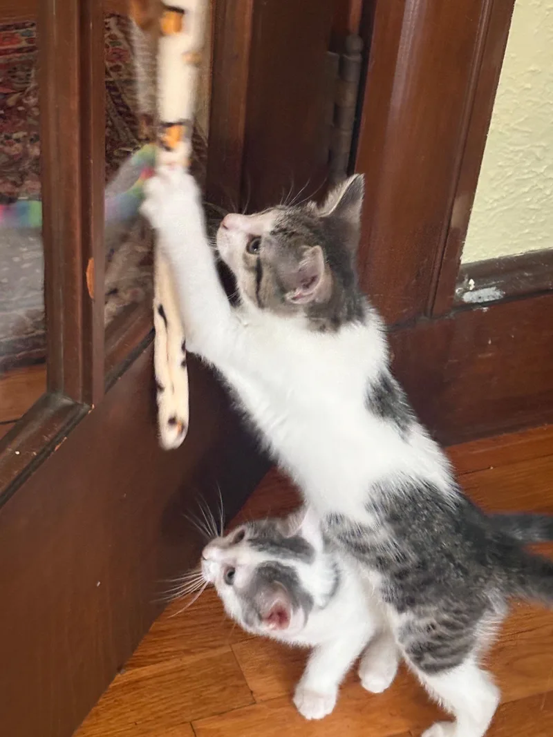 A baby small-sized female Domestic Short Hair cat named Flora for adoption in Melrose, MA