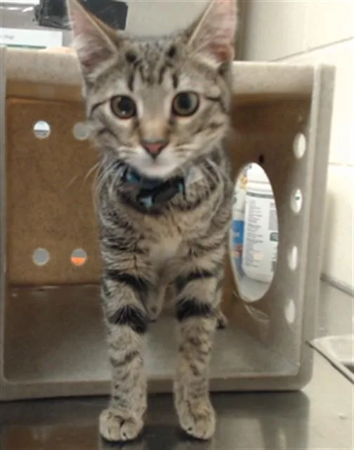 A baby small-sized male Domestic Short Hair cat named Sir Murphy for adoption in Fayetteville, NC