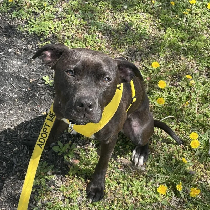 A young medium-sized male Black Pit Bull Terrier dog named Sully for adoption in Philadelphia, PA